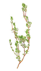 Fresh thyme spice isolated on a white background. Lemon thyme herb fragrant seasoning.