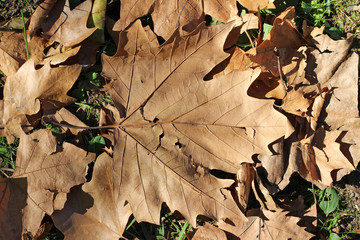 Fallen yellow plane platanus leaves on the ground autumn fall october