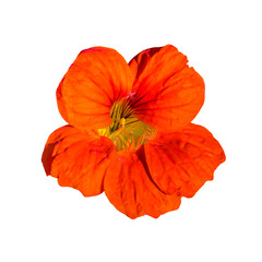 Orange Flower Isolated Photo