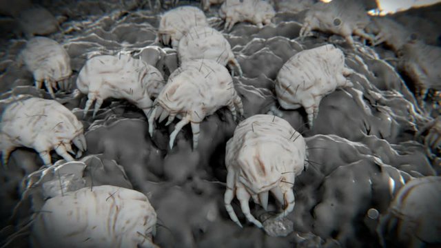 Dust mites on a dust mote. Dust mites feed on moulds and organic detritus. Their feces (flying particles) induce allergenic reactions. The glossy brown spheres are their eggs.  