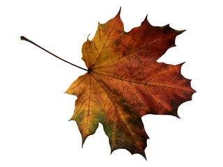 Autumn maple leaf isolated on white background