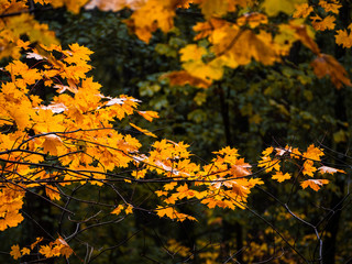 Naklejka na ściany i meble Yellow maple foliage in the autumn forest on a grey rainy day.