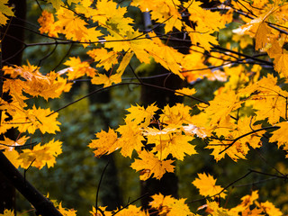Fototapeta na wymiar Yellow maple foliage in the autumn forest on a grey rainy day.