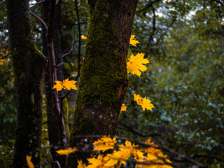 Fototapeta premium Yellow maple foliage in the autumn forest on a grey rainy day.