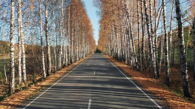 Driving down empty road with colored birches on the sides; camera moving backward over asphalt highway; orange yellow foliage of tree, blue sky; empty way, nobody around; trees crones forming an arch