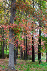 Red, brown and yellow autumn leaves