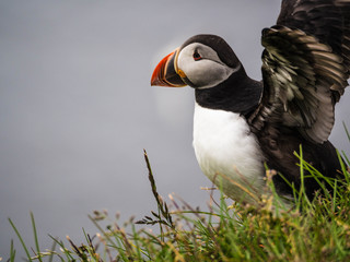 Papageientaucher © Christina