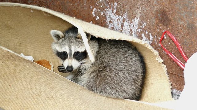 Young raccoon is resting inside garbage dumpster