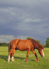 Horse on the field