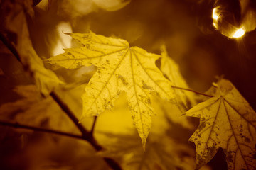 Yellow autumn maple leaves grow on a tree, warm brown bokeh.