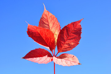Red autumn leaves against the blue sky