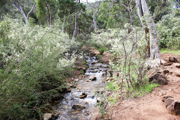 Waterfall in the bush (Lesmurdie Falls, Perth) 