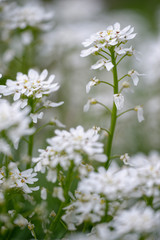 bittere Schleifenblume