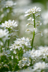 bittere Schleifenblume