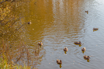 Ducks on the lake. A small group of ducks swim on the lake with calm water.