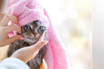Woman at home holding her funny wet gray tabby kitten after bath wrapped in yellow towel. Just washed lovely fluffy cat with blue eyes with pink towel around his head.