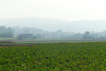 Fototapeta premium niederösterreichische Landschaft