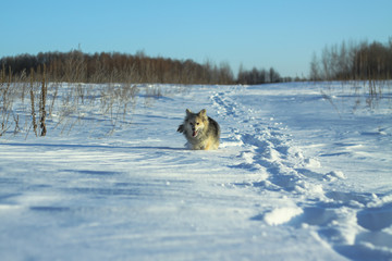 Beautiful pretty pet in a park in a forest in winter after a snowfall. Snowy landscape with a small dog. Christmas and New Year picture for design