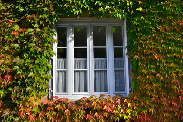 Fenêtre blanche entourée de vigne vierge couleurs Automne
