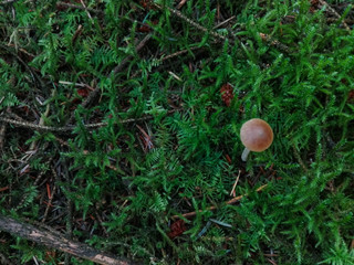 Tiny mushroom growing in the moss in the forest.