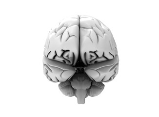 3D render of Human brain - Front view