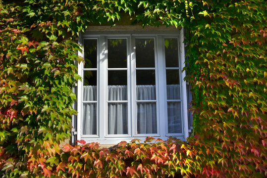 Fenêtre blanche entourée de vigne vierge couleurs Automne