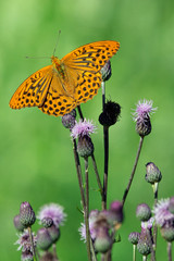 Silver-washed fritillary getting nectar from the flower