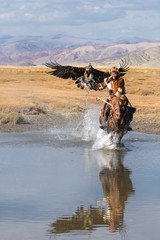 Kazakh eagle hunter galloping through shallow river water with his golden eagle. Ulgii, Western...