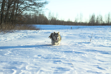 Beautiful pretty pet in a park in a forest in winter after a snowfall. Snowy landscape with a small dog. Christmas and New Year picture for design