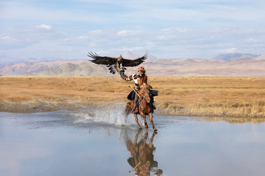 Kazakh eagle hunter galloping through shallow river water with his golden eagle. Ulgii, Western Mongolia.