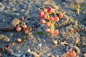 red berry-like plant on lake shore