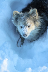 Fototapeta premium Beautiful pretty pet in a park in a forest in winter after a snowfall. Snowy landscape with a small dog. Christmas and New Year picture for design