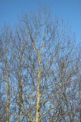 Beautiful tree branches in the snow. Winter composition in nature in snowdrifts. Christmas and New Year background.