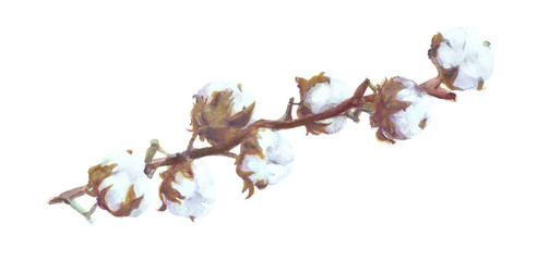 Cotton Bolls Watercolor Painting. Handdrawn Painted Branch