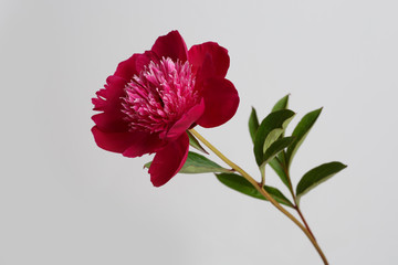 Dark pink peony flower isolated on gray background.