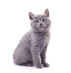 Little gray kitten .
