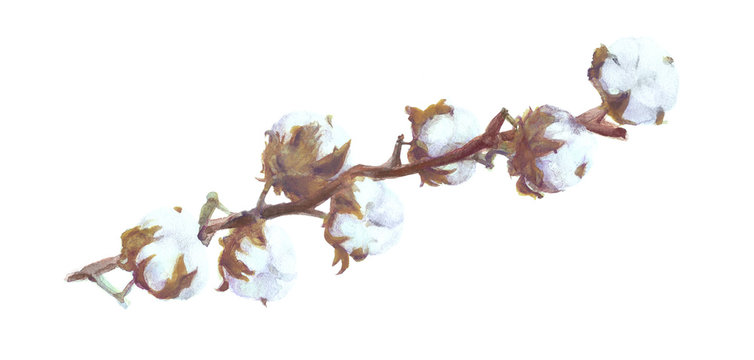 Cotton Bolls Watercolor Painting. Handdrawn Painted Branch