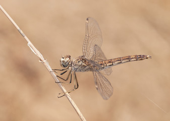 Brachythemis impartitafemale the Northern banded groundling dragonfly that flies in midsummer when temperatures are highest