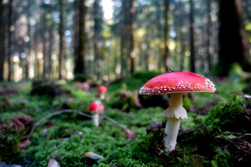 Fliegenpilze in Linie