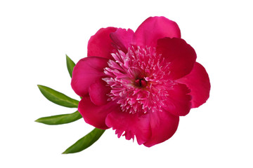 Dark pink peony flower isolated on white background.