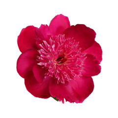 Dark pink peony flower isolated on white background.