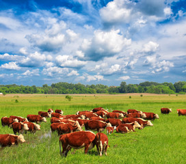 Naklejka na ściany i meble Cows on a green summer meadow