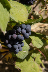 wine grape
