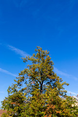 Autumn tree