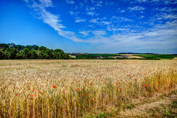 Poppies amongst the grass fields in the Somme region of northern France