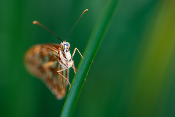 Beautiful and colorful tropical butterfly in natural habitat. Selective focus.
