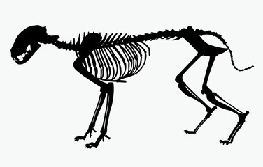  skeleton cat vector illustration