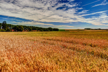 Poppies amongst the grass fields in the Somme region of northern France