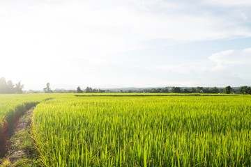 Obraz premium Green rice field under nice sky