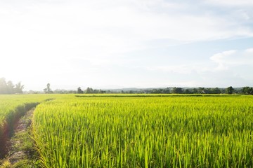 Green rice field under nice sky